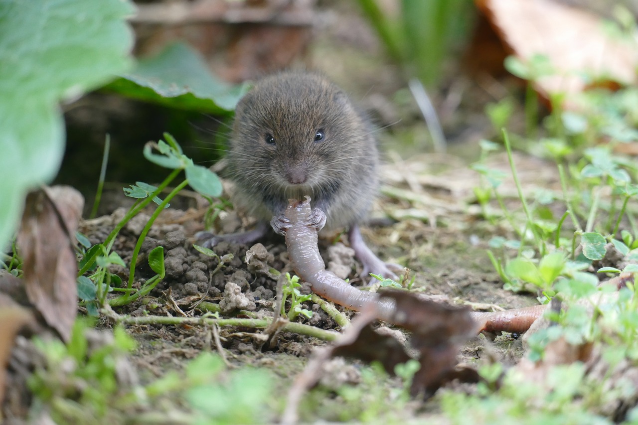 voles