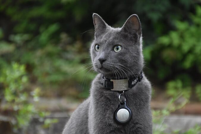 grey cat wearing a tag